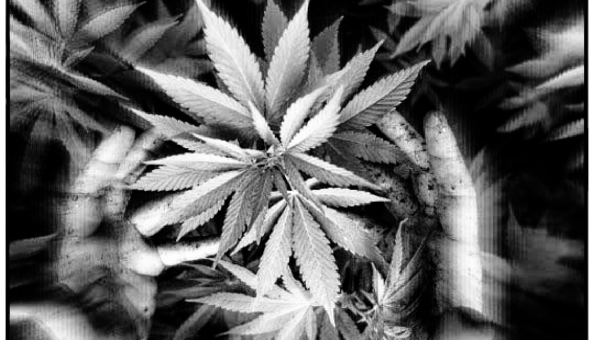 Hemp biochar sequestration2-Edit